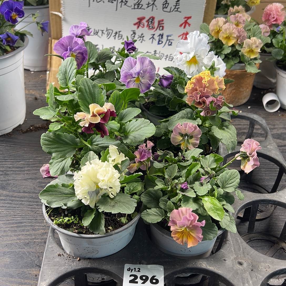 大部分花苞少量开放296号