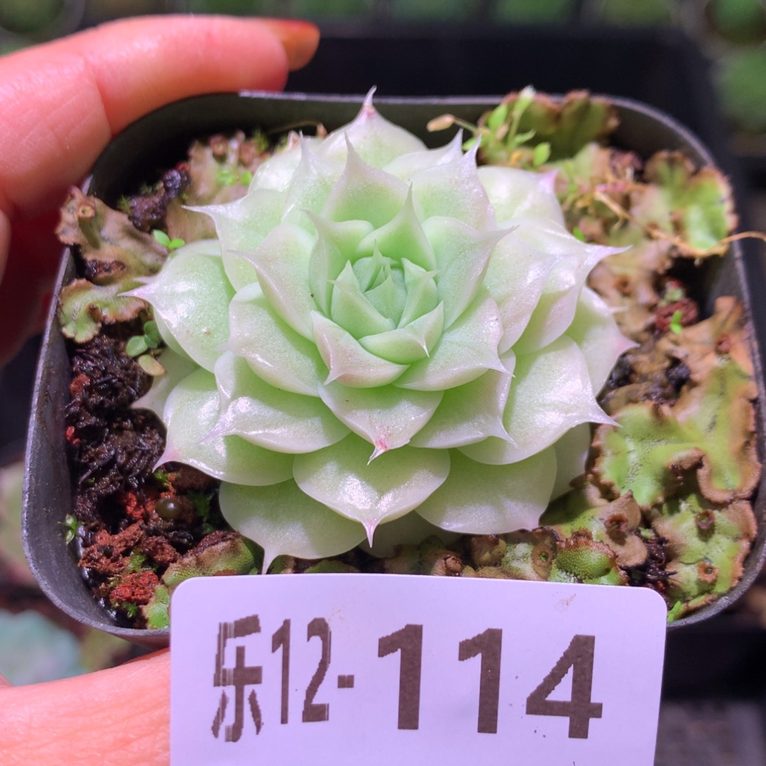 乐然12-114 麦秆单头