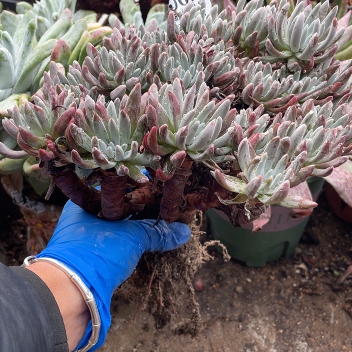 562号雪花多肉植物