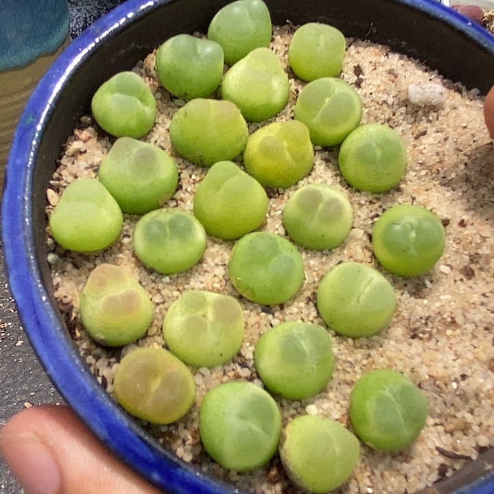 16527紫皮拉登一颗  发样本