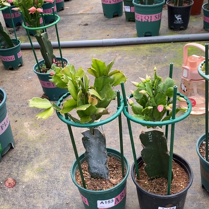 大部分花苞少量开放快***天153，155