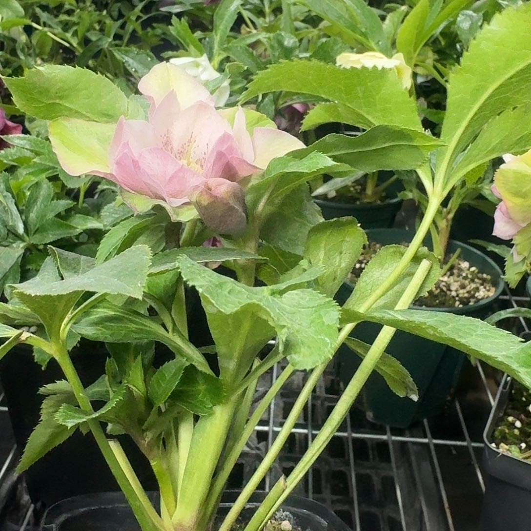 ****️完全开放铁筷子8576