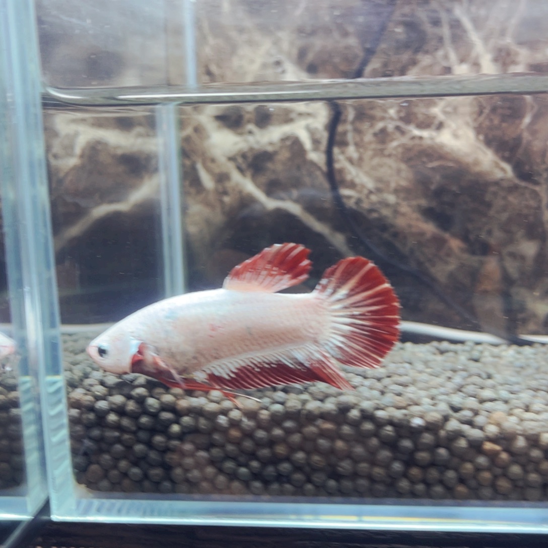 斗鱼巨巨巨呜呜呜呵呵呵呵