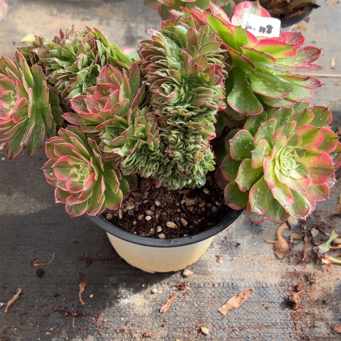 118海王缀多肉多肉多肉