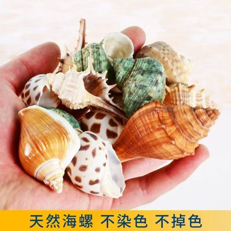 天然海螺贝壳海星用于鱼缸装饰的小礼物（25个左右 有大有小）