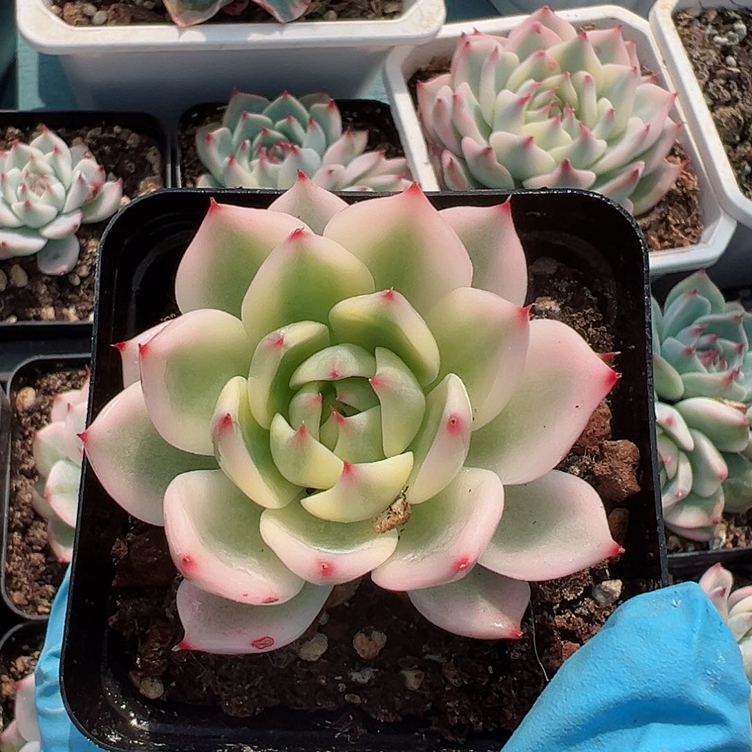 吉娃娃锦，覆轮锦