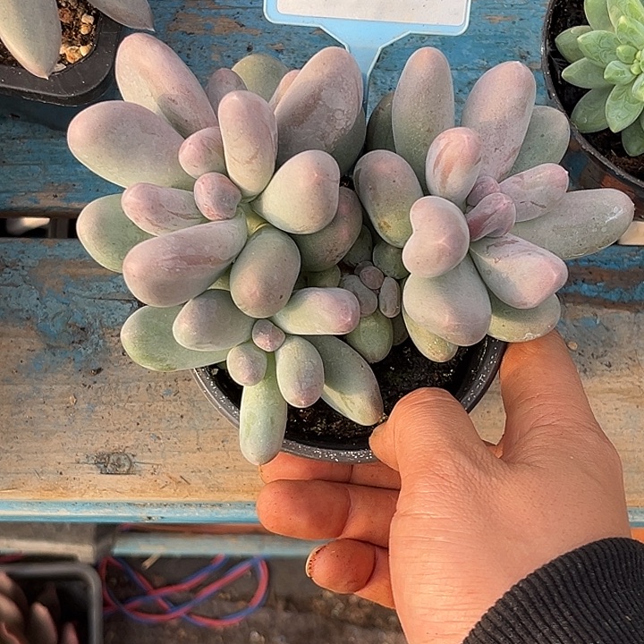 多肉植物米可奶奶522