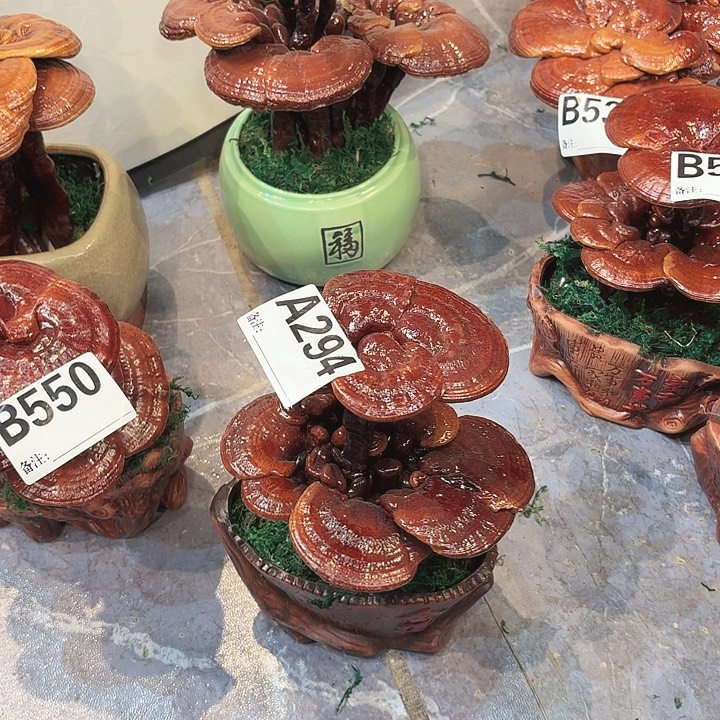 灵芝8888888888888888