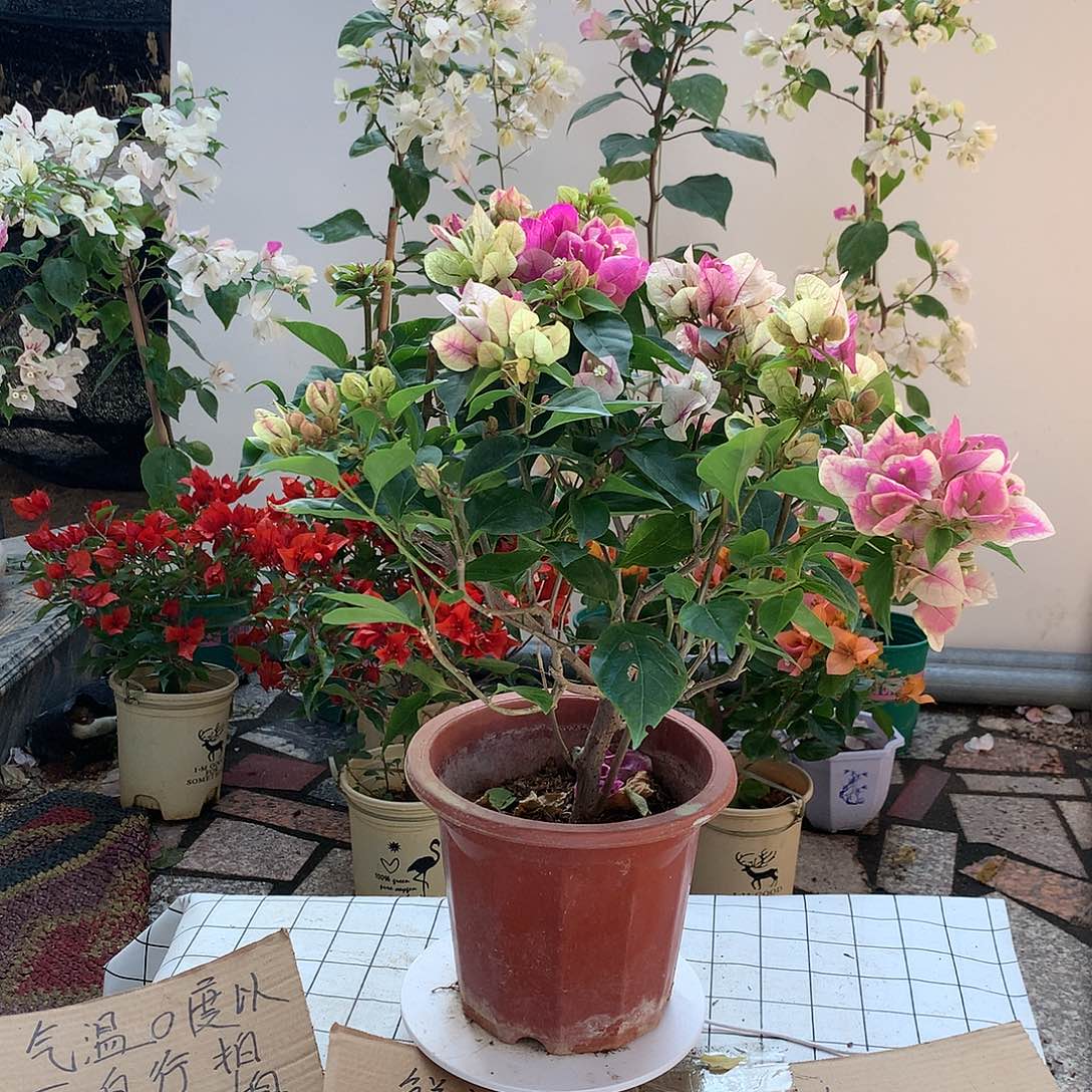 完全开放漳红英三角梅