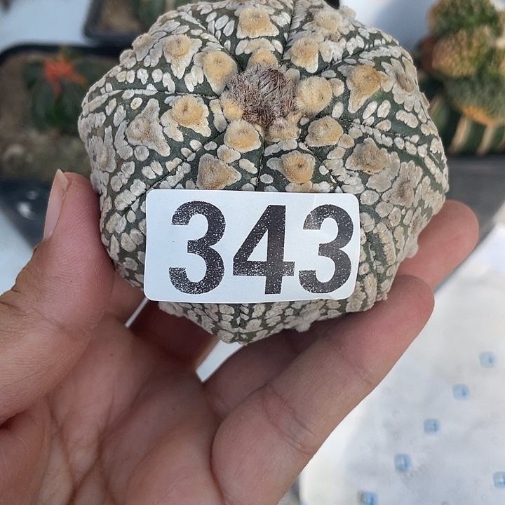 343号海星仙人球一颗