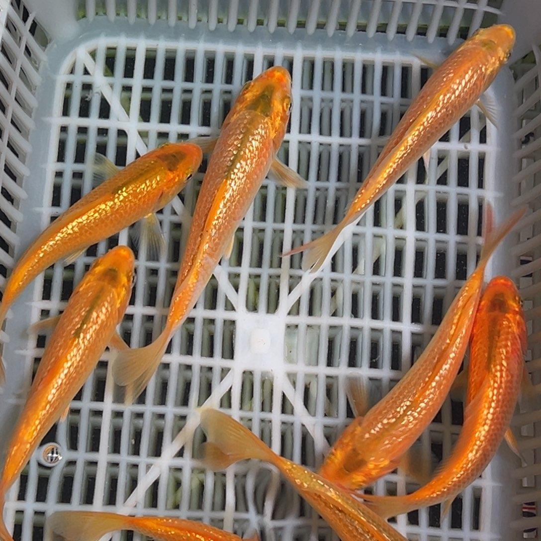 海水鱼锦鲤观赏鱼