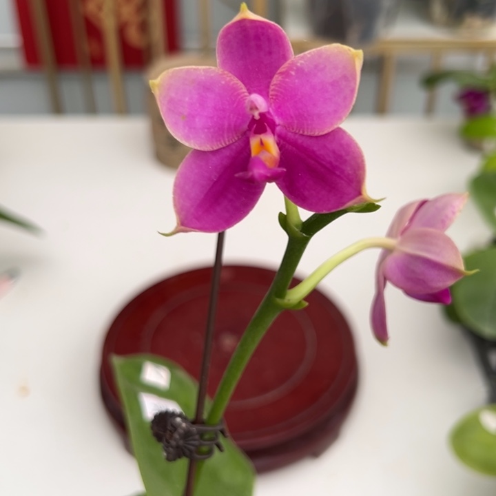 完全开放2.5寸杯bkh1908浓香型