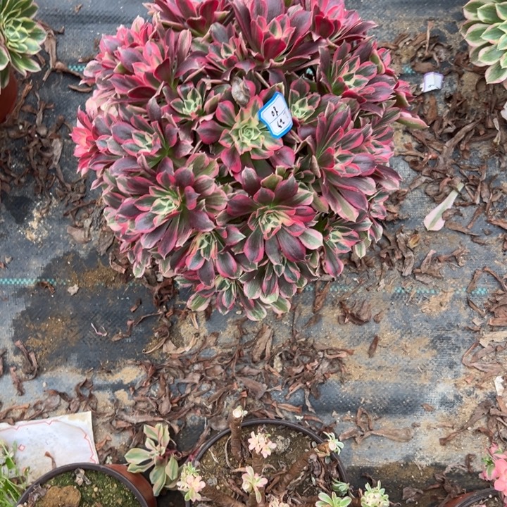 多肉植物男神不包损23-80