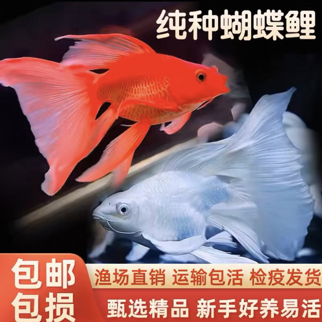 台湾纯种白蝴蝶蝴蝶鲤锦鲤观赏鱼大鳍大尾冷水好养耐活包邮保活