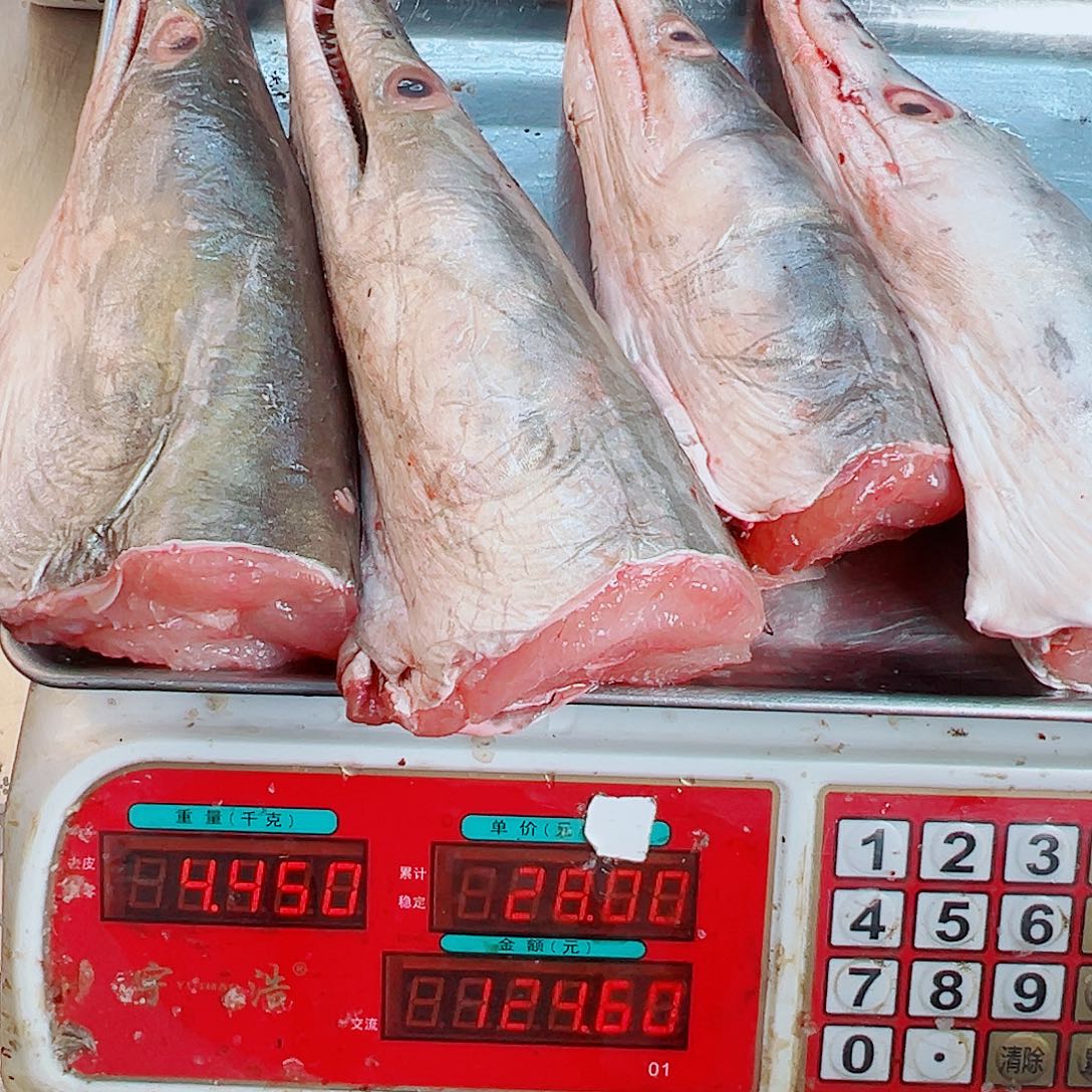 中国大陆四个鳗鱼头