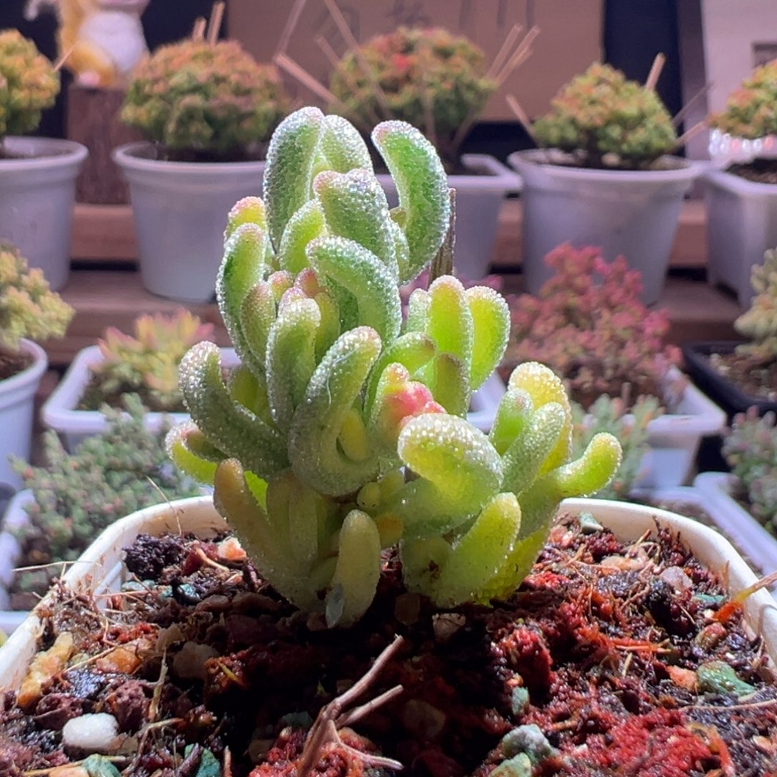 387钻石黄一物一拍包开箱