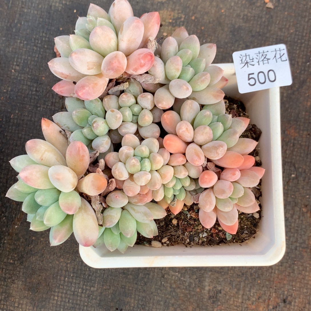 精品多肉植物500