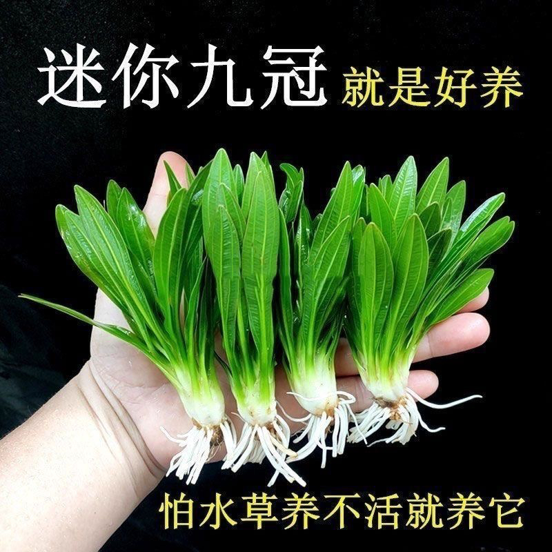 迷你绿九冠水草鱼缸造景植物真草阴性增氧净化水质新手易养