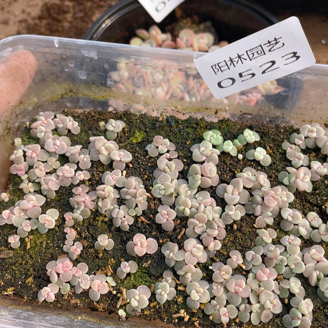 美***姐多肉植物多肉植物523