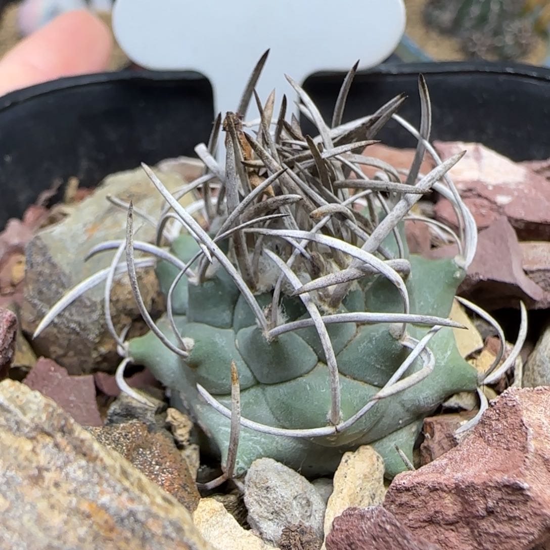 157实生升云龙多肉