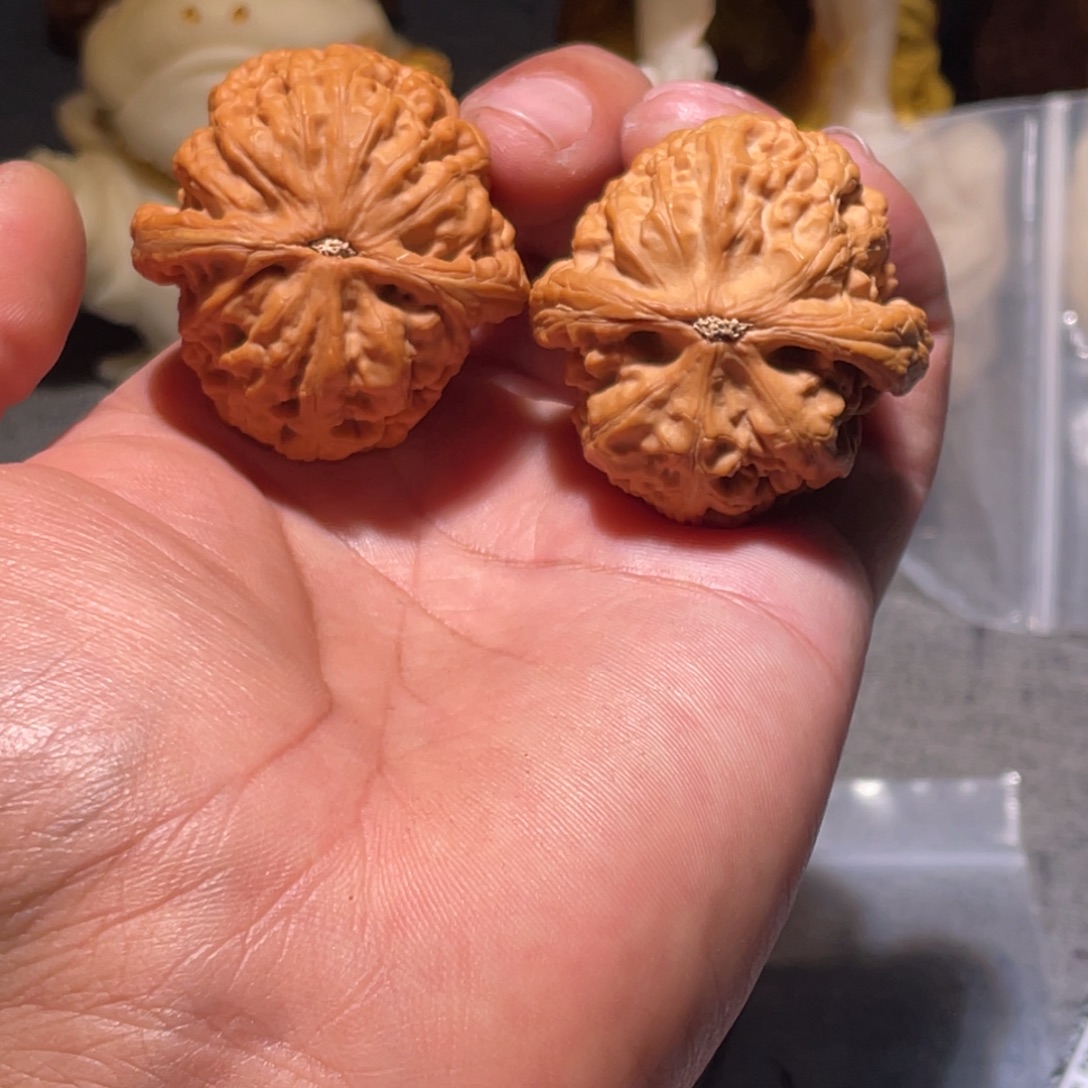 核桃红锦鲤，嘎嘎好，