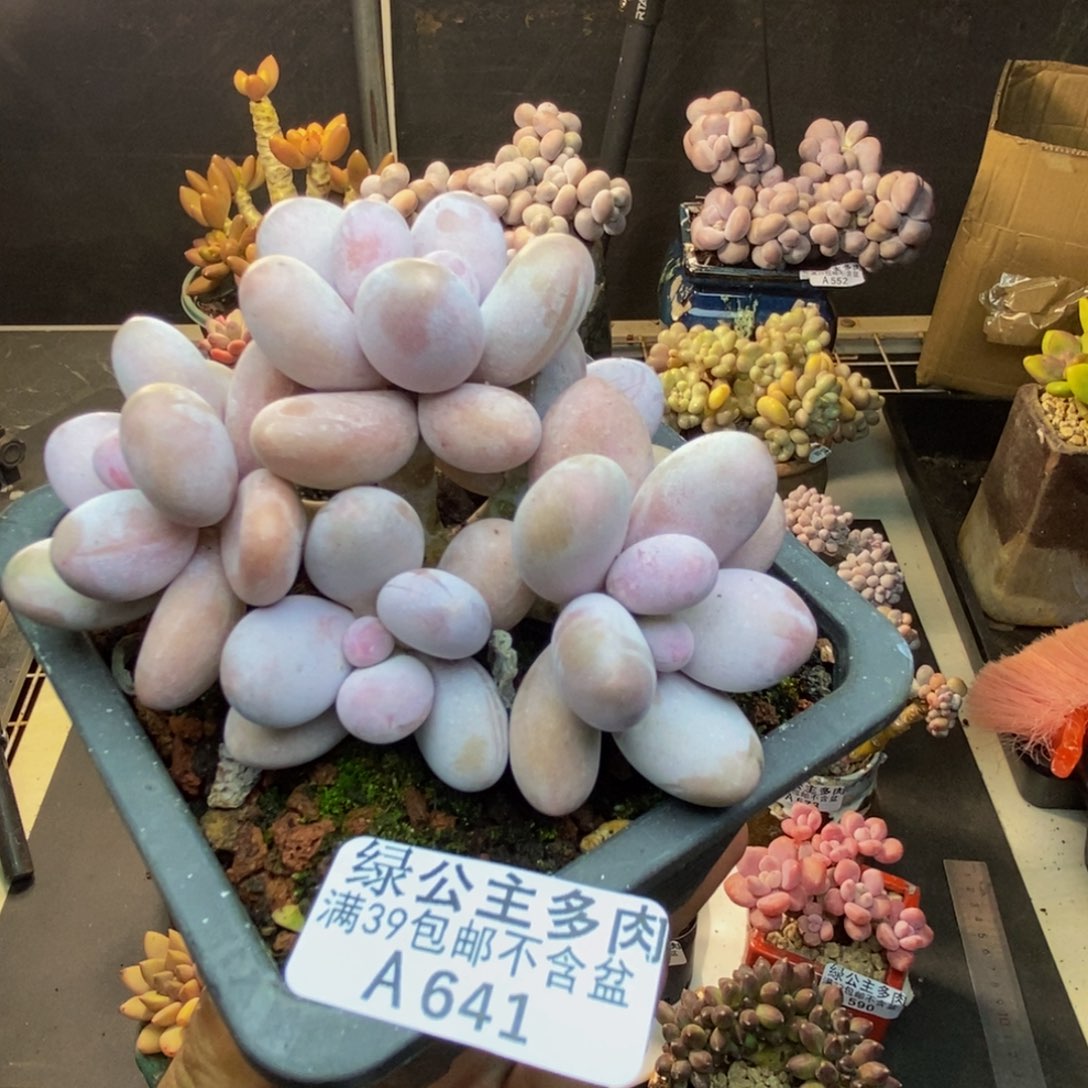 641水光针多肉8c m