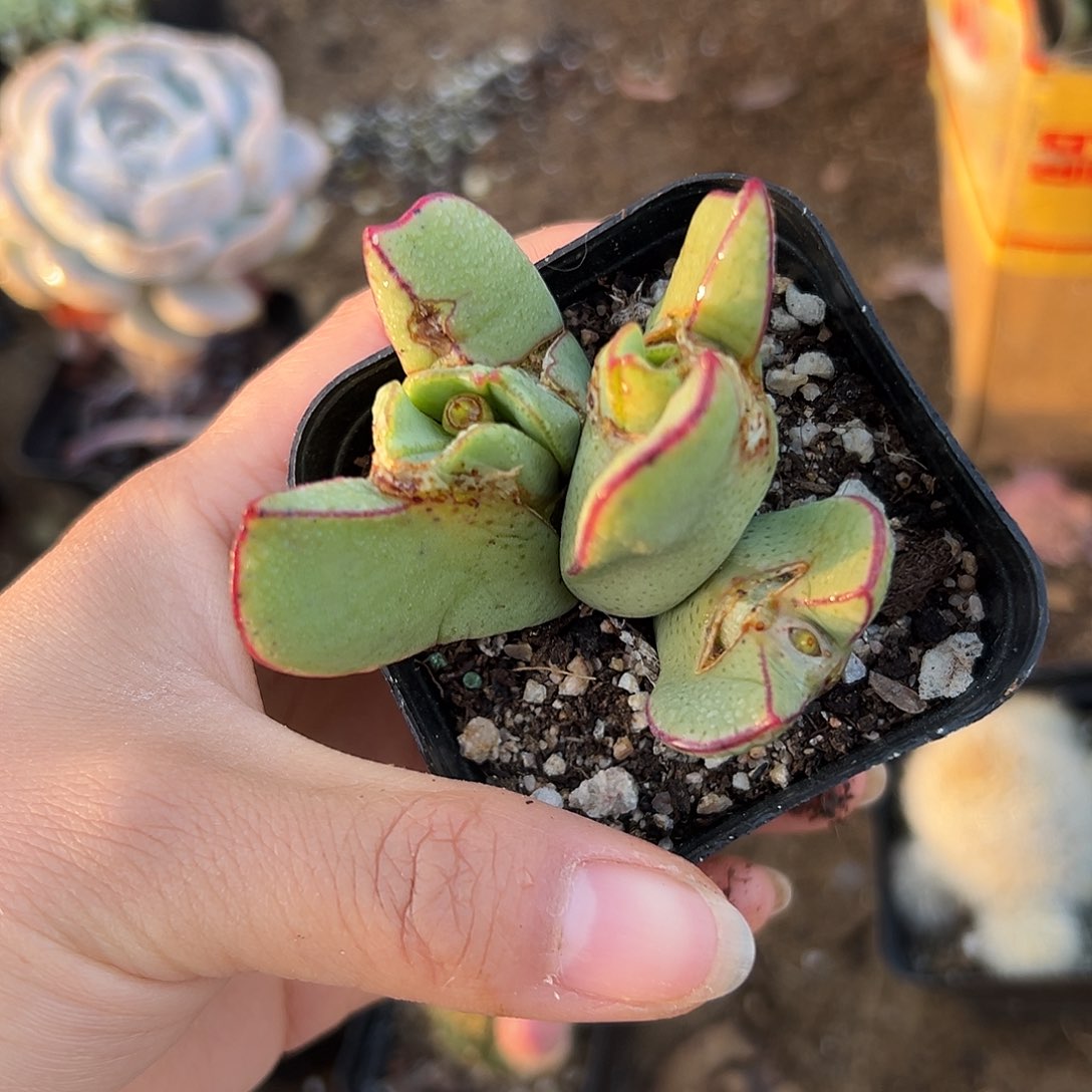 少将多思路中央音乐学院中央音乐学院