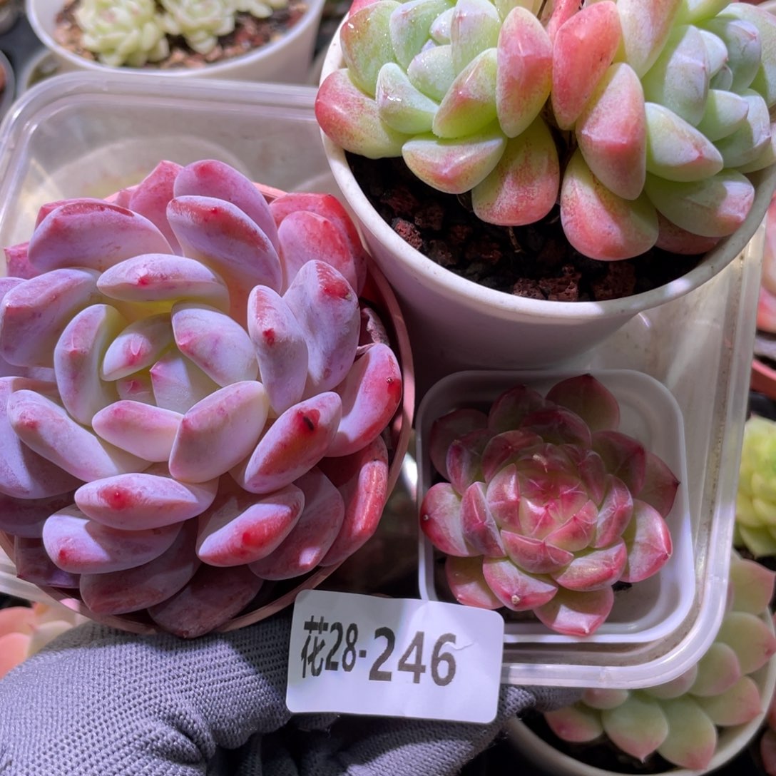 花利美28-246多肉3颗