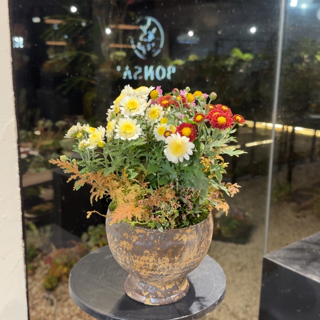 全部花朵山野草陶盆