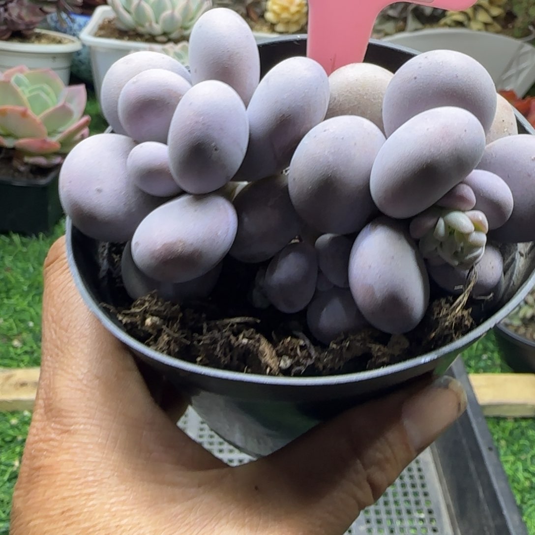 锦安精品多肉植物210