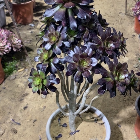 954黑法师134556778