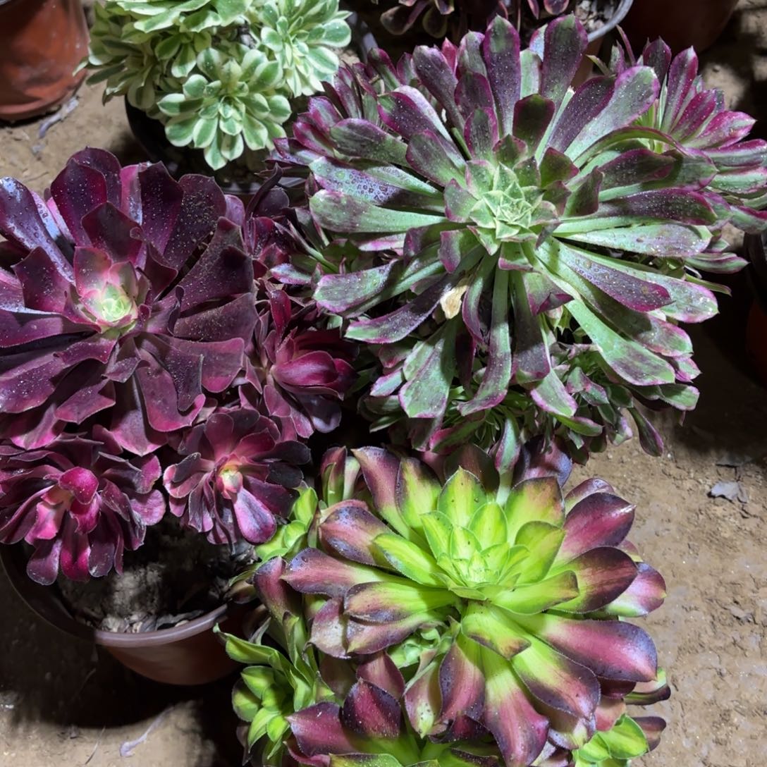 美杜莎天合韶华19.8