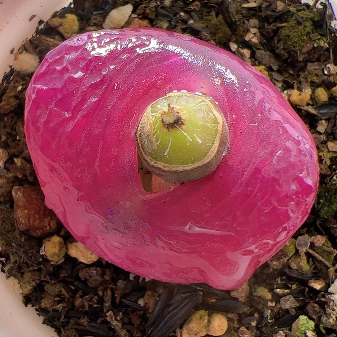 【闪购商品】215 带盆