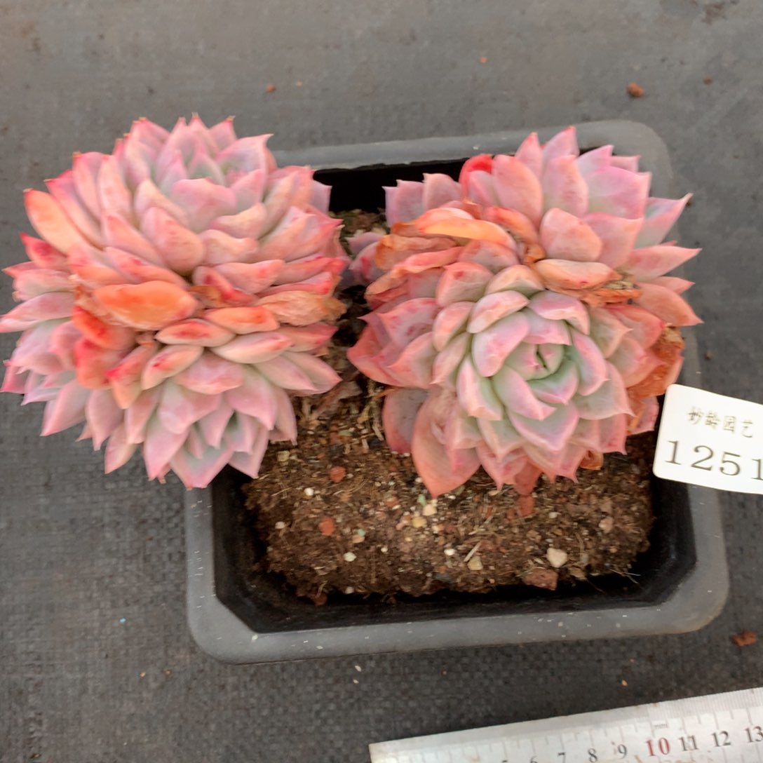 1251杂交精品基地15厘米