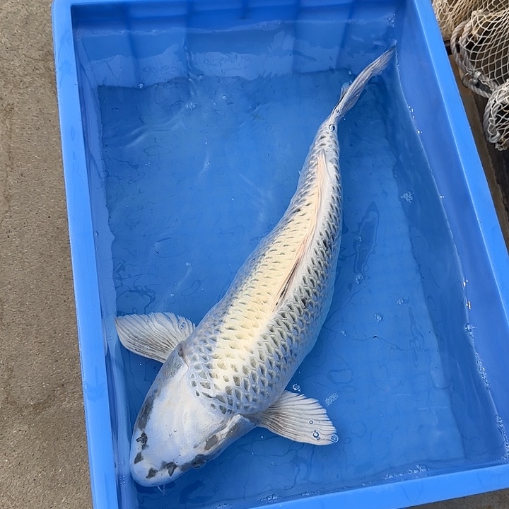 海水鱼赤目芒果银松