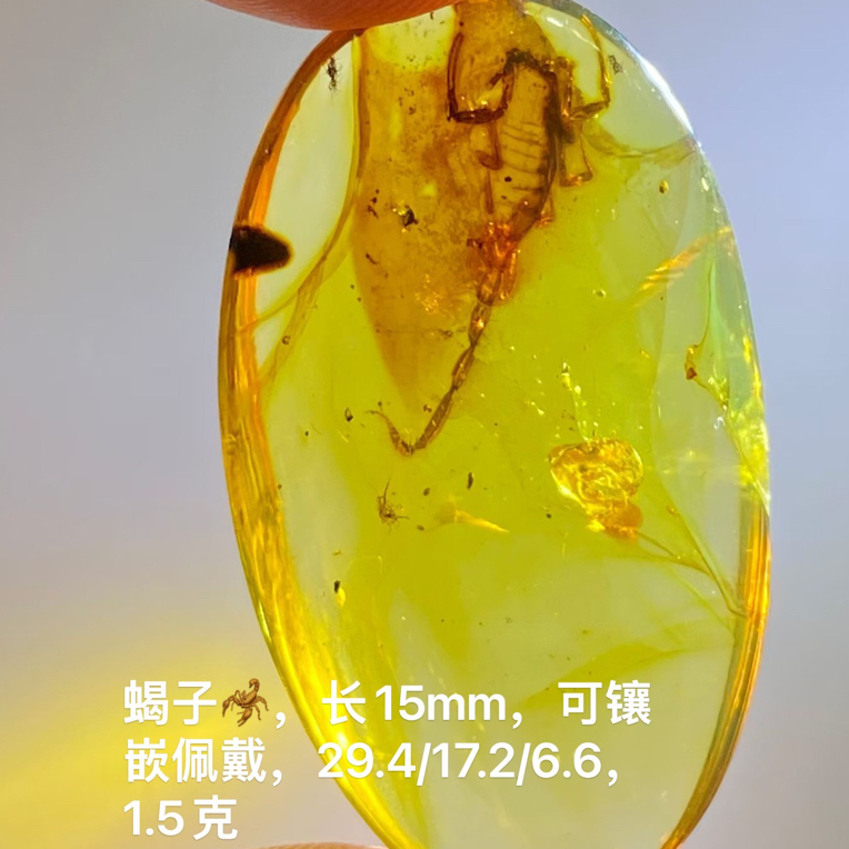 天然缅甸琥珀～蝎子，长15mm，可镶嵌佩戴，29.4/17.2/6.6，1.5克