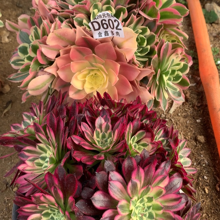 602两颗多肉植物