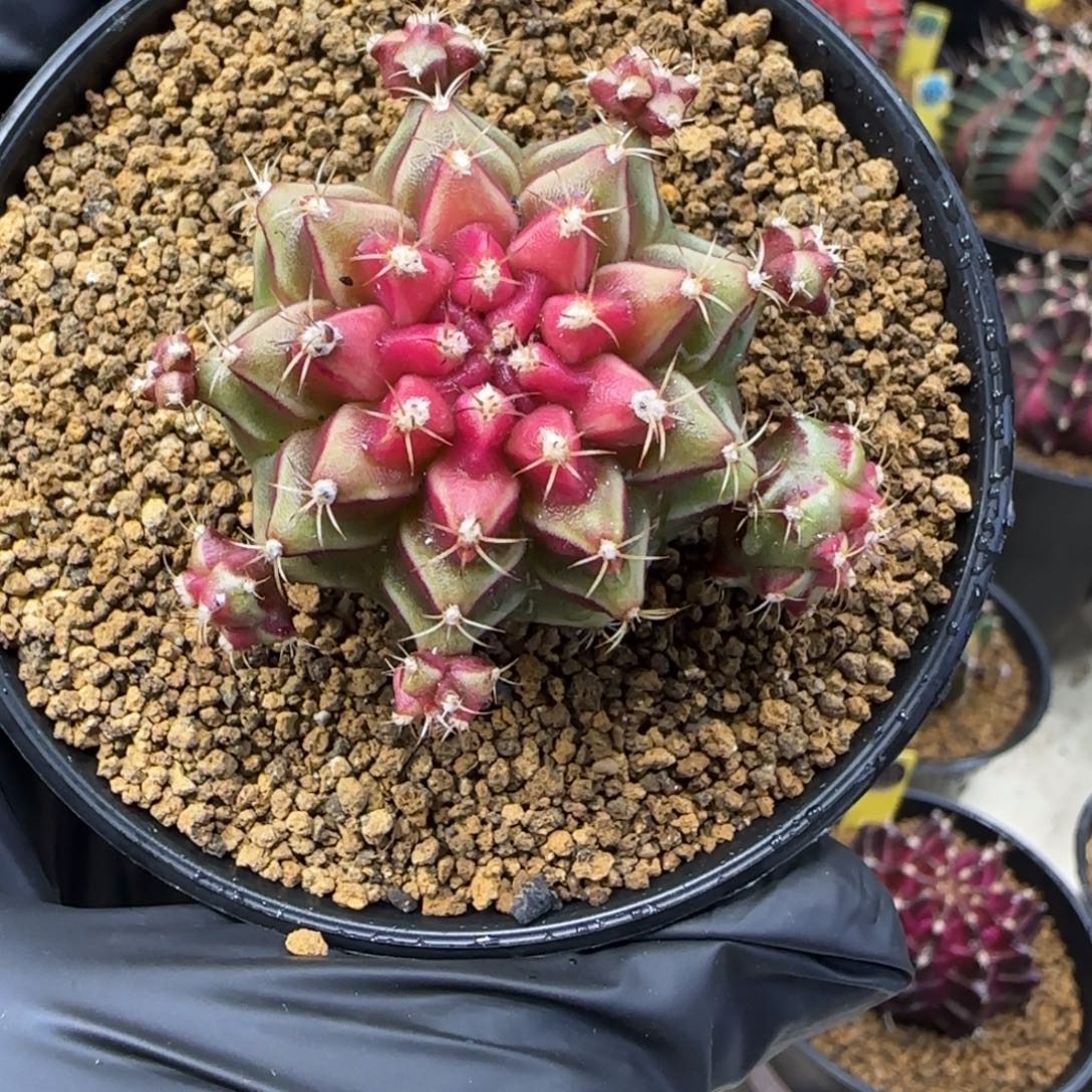 泰系名品侧芽小红帽