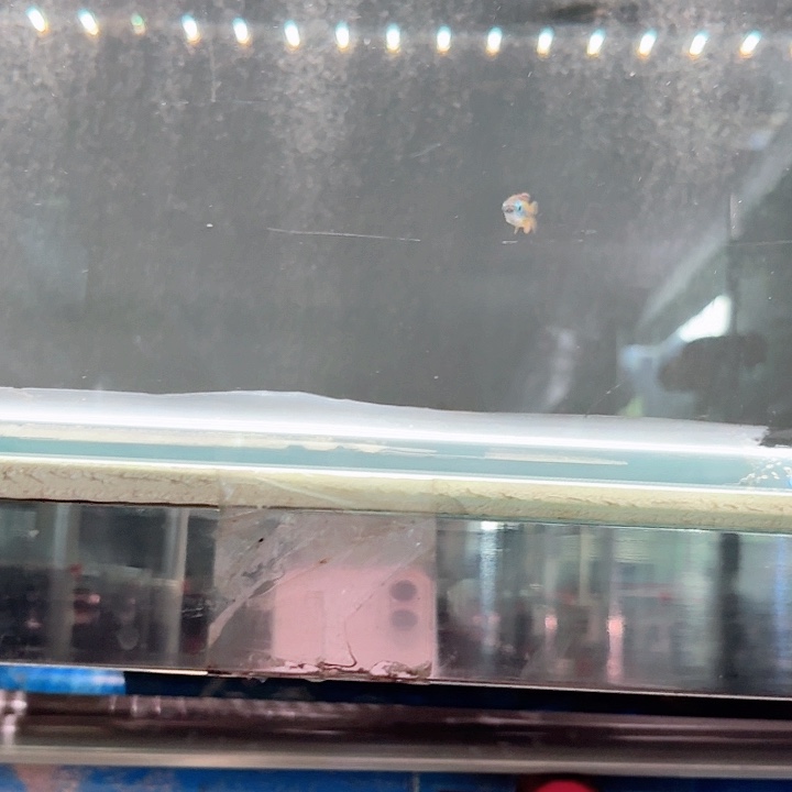 灯科鱼清**友二线