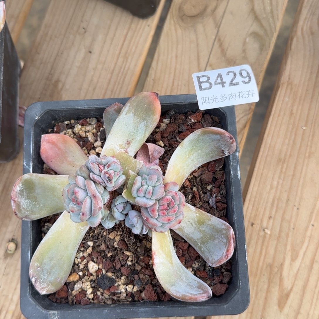 10个头一物一拍的