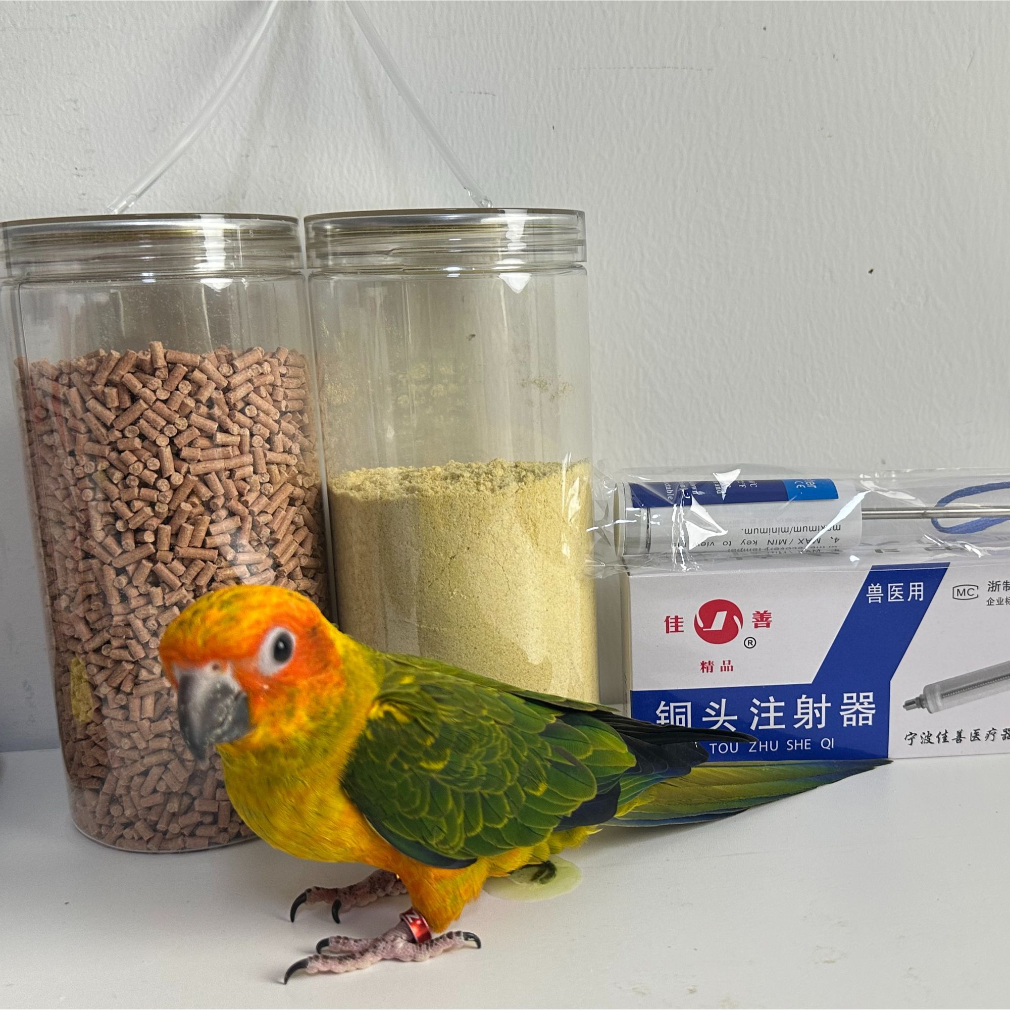 手养鹦鹉新手五件套