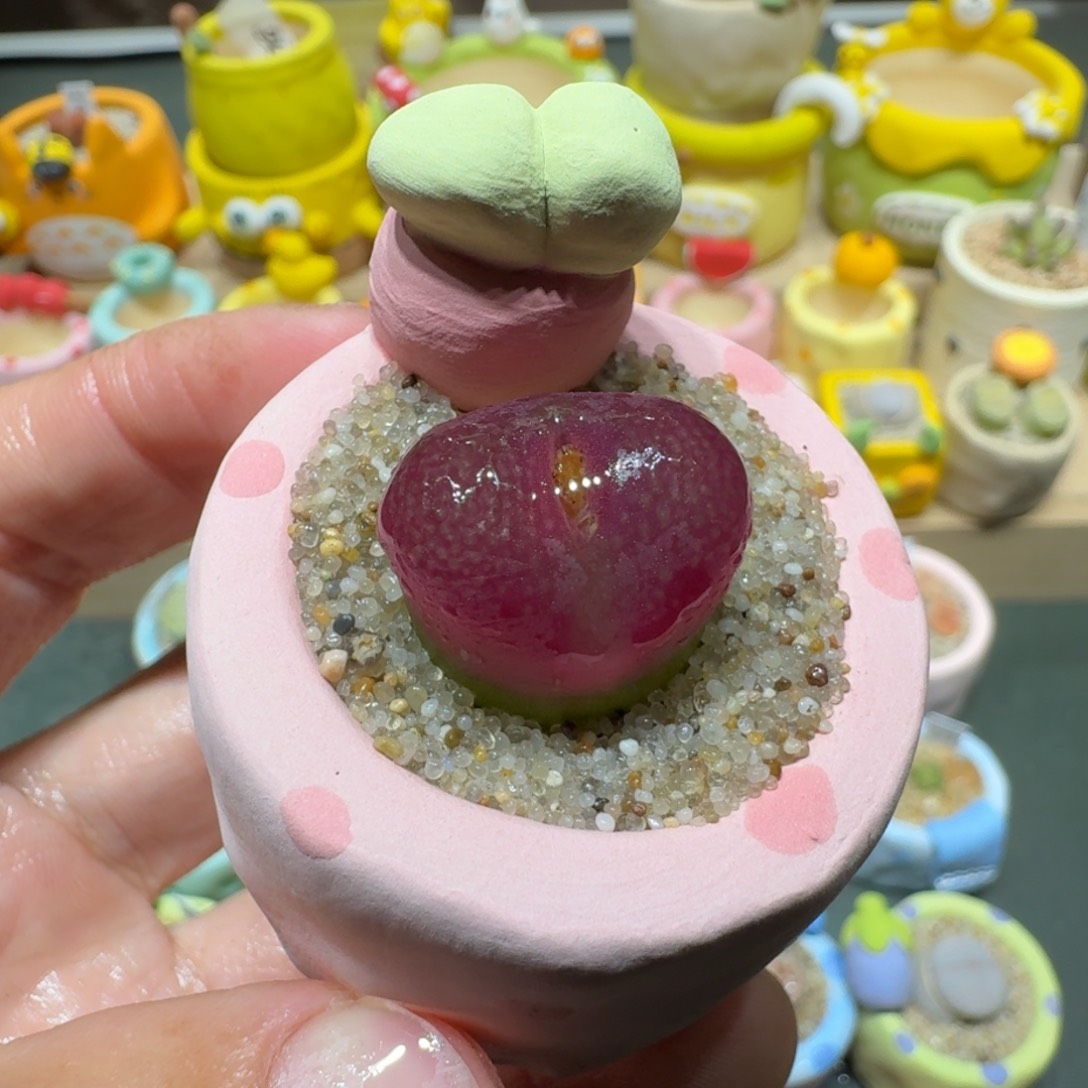 红陶蘑菇513毛汉尼