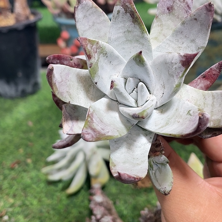 保罗粗桩福利粗桩群生