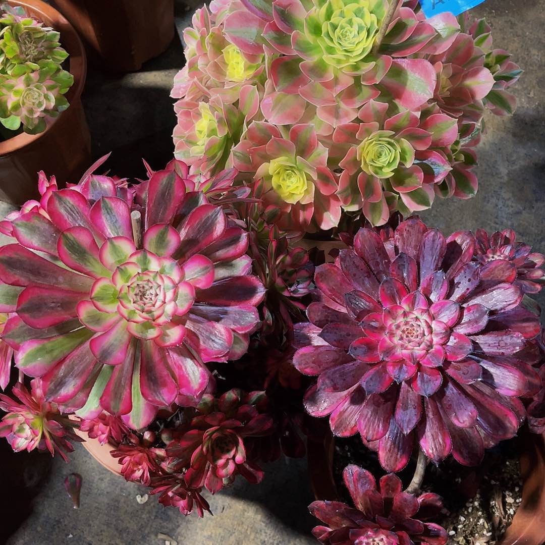 美**天白风727红桐727紫霞727