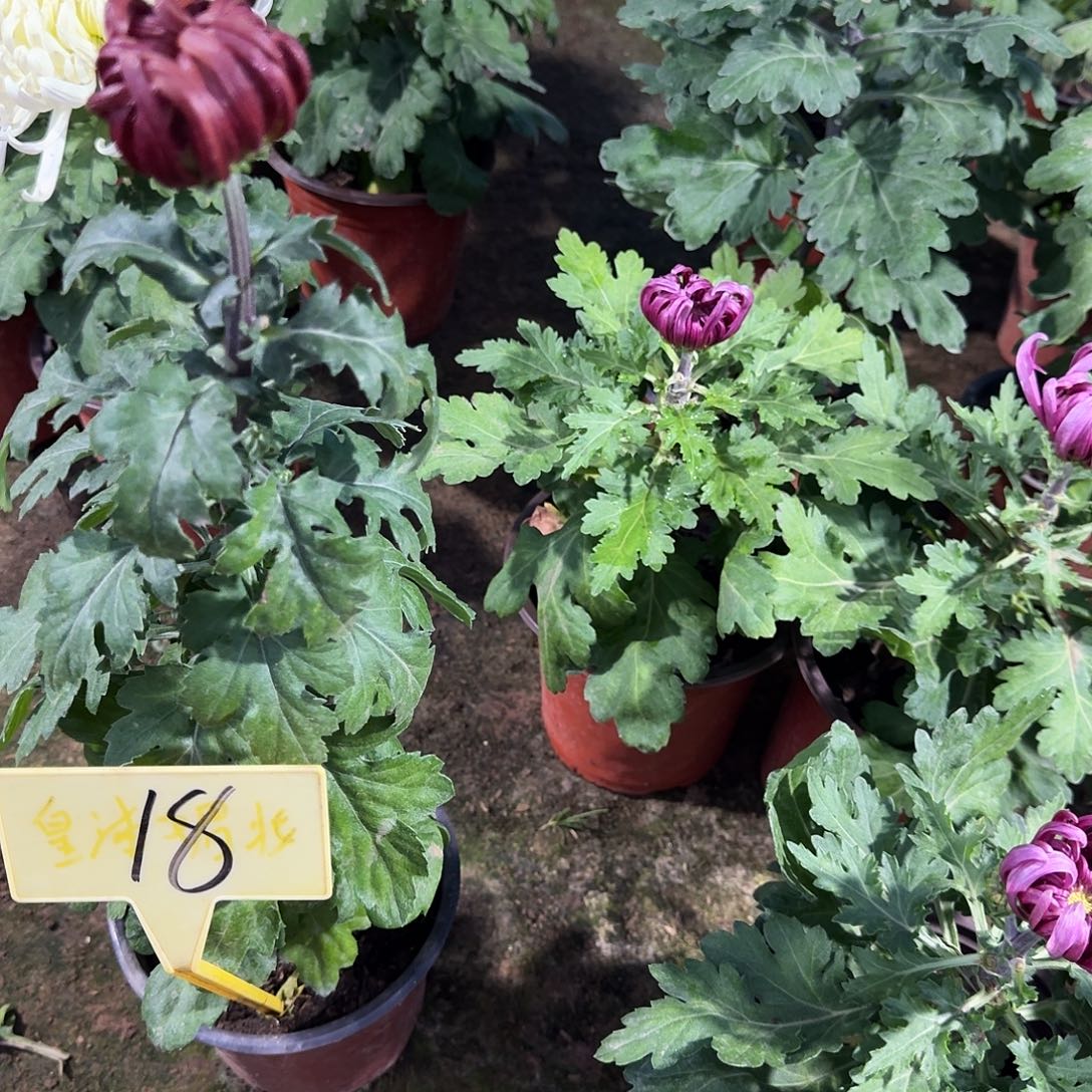 舵***手大部分花苞少量开放18大红