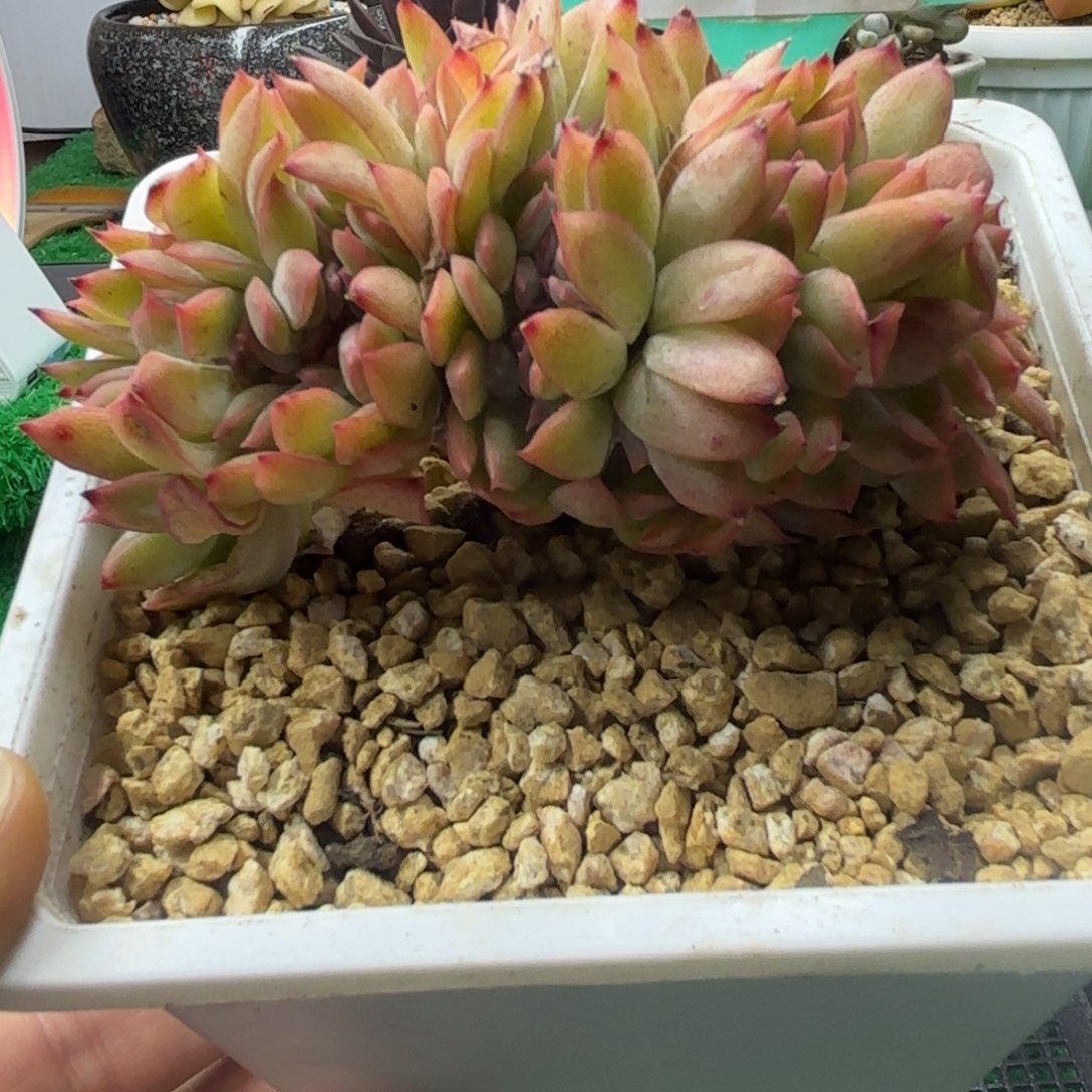 唐二姐多肉编号161