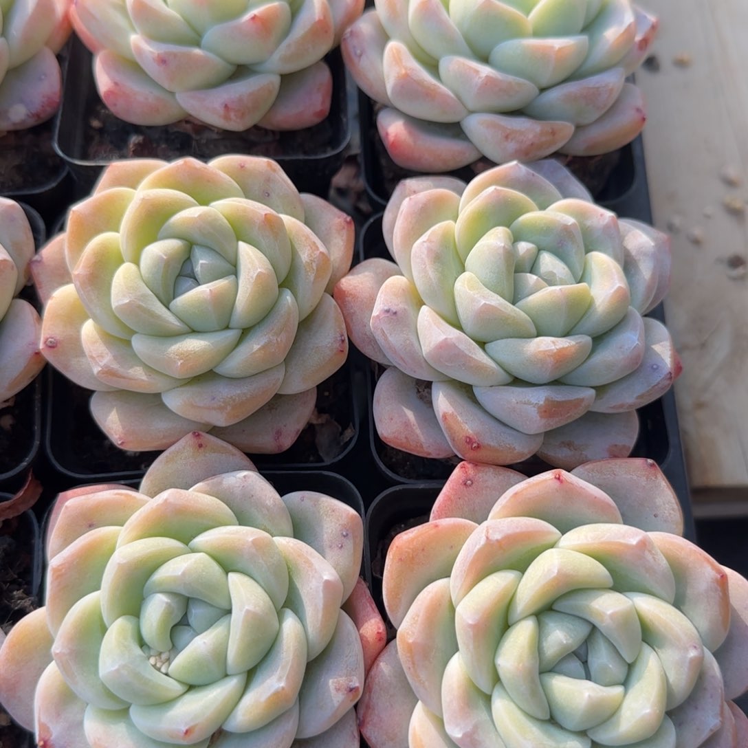 冰玉单头7-8拍5发6