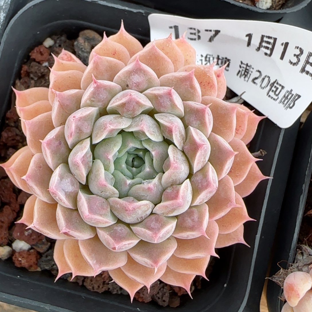 花语逸境0113-137翡翠月影