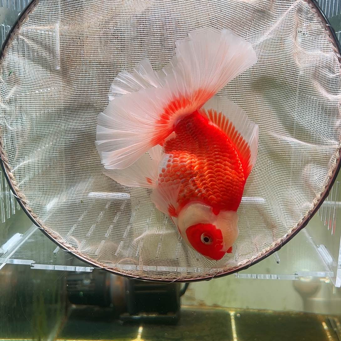 金鱼百褶泰狮亚成27