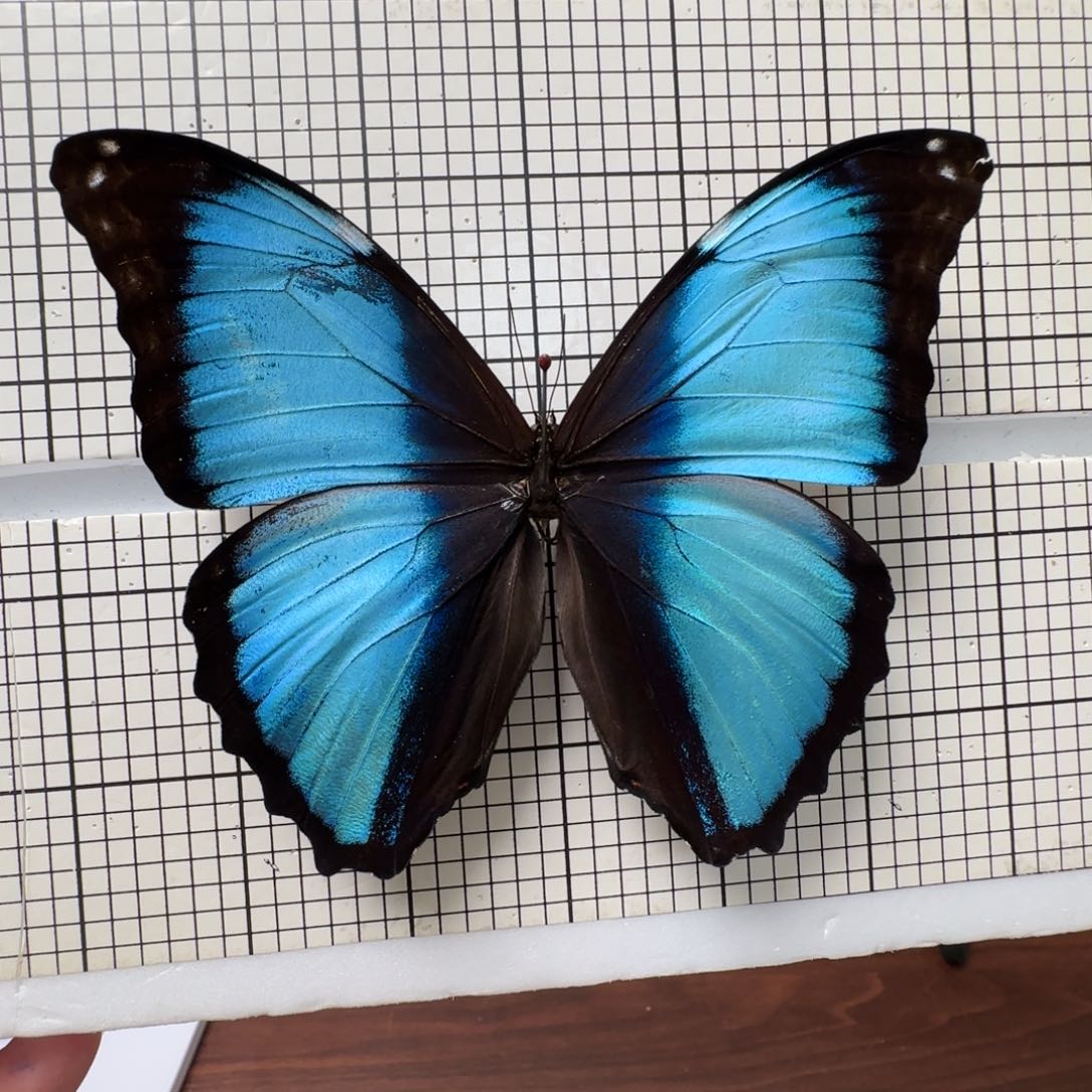 有机玻璃真实蝴蝶标本